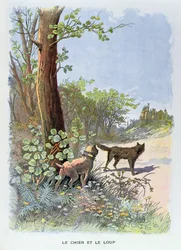 Il cane e il lupo, da 